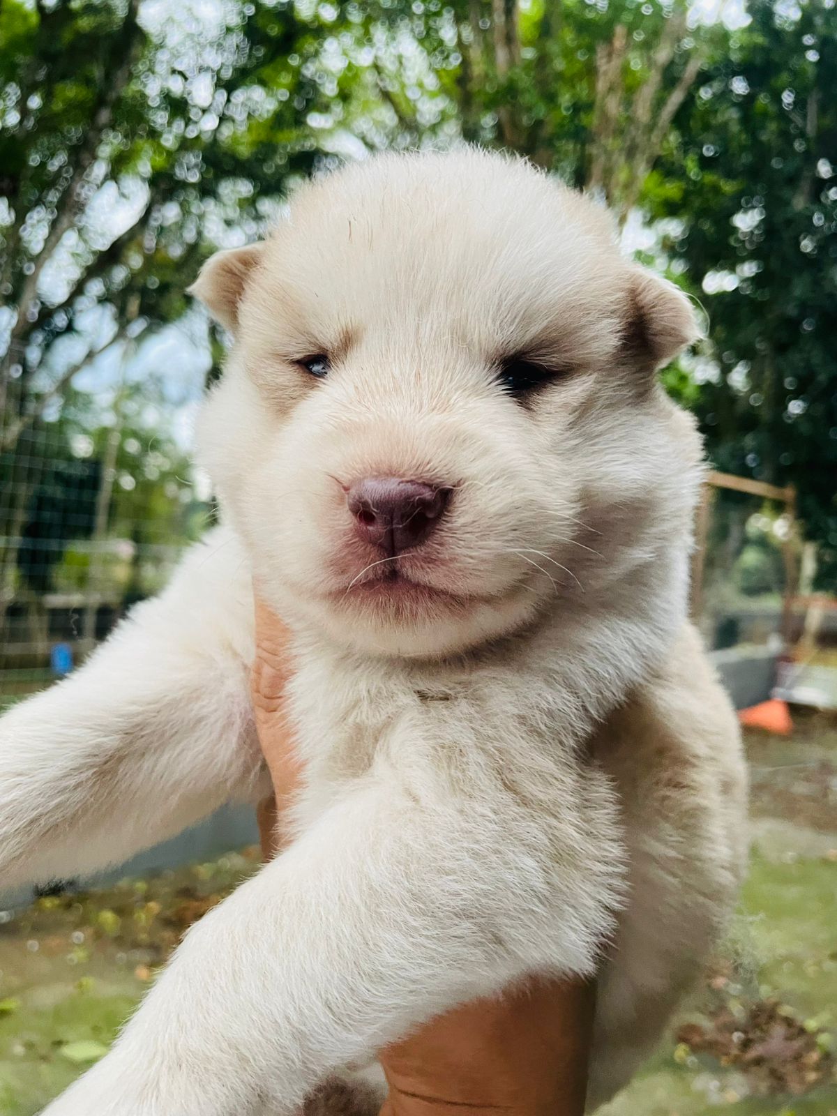 Pedro