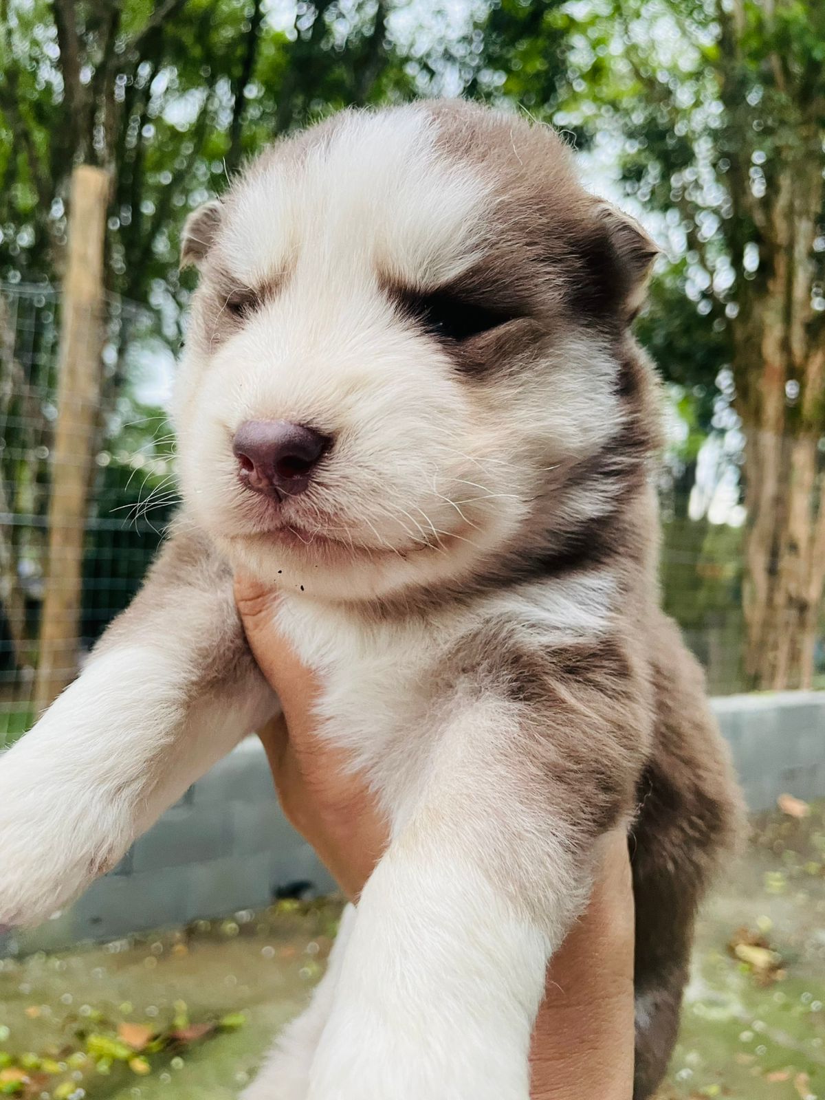 Mateo