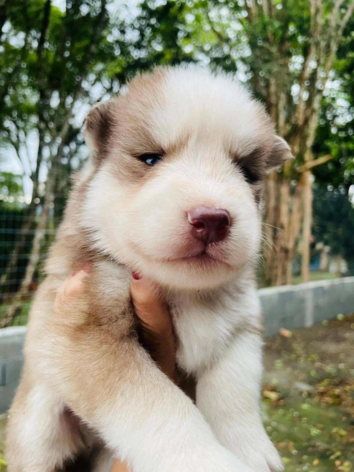 Lorenzo
