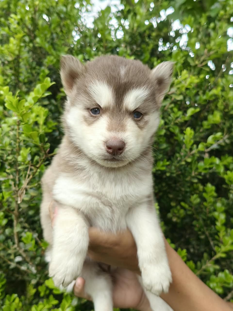 Dora