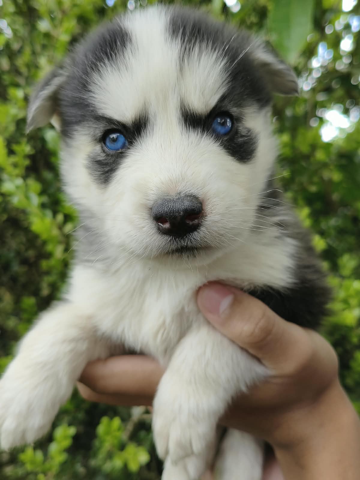 Plínio
